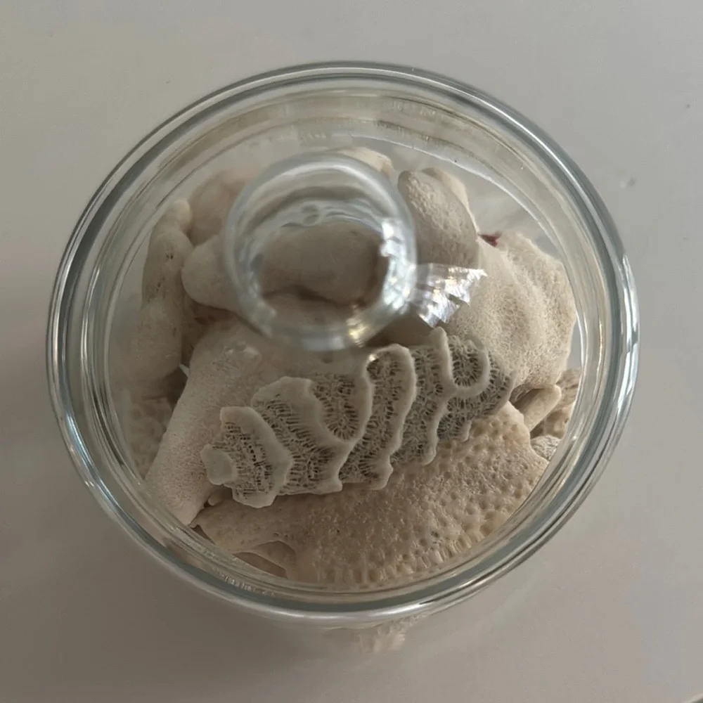 Coral Pieces in Small Apothecary Jar